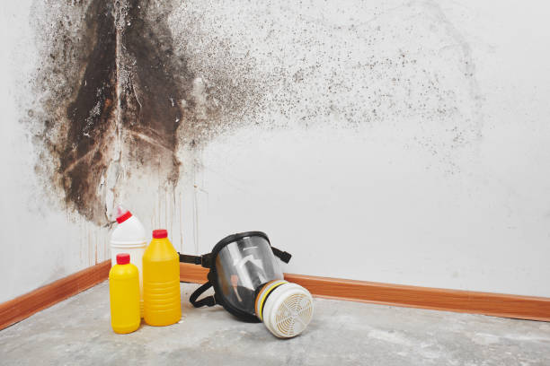 Professional Mold Removal in Vance, AL