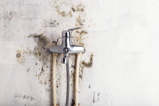 Best Mold Removal Specialists  in Vance, AL