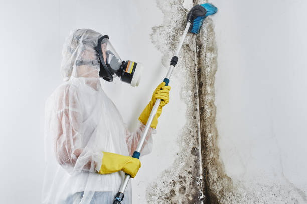 Best Residential Mold Removal  in Vance, AL