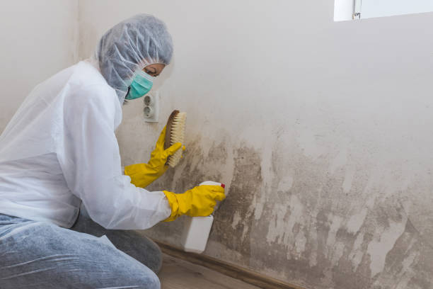Best Local Mold Removal Service  in Vance, AL