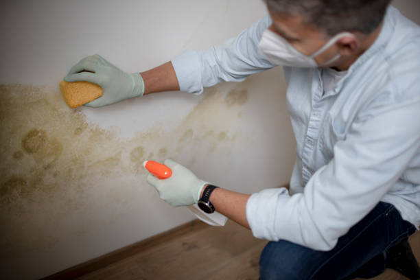 Best Mold Remediation Experts  in Vance, AL