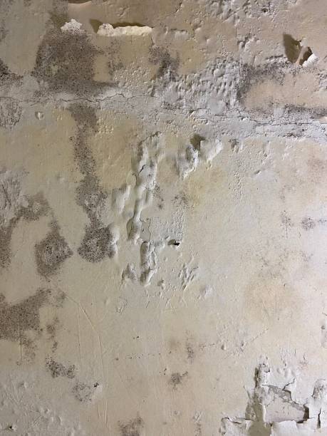 Best Mold Cleaning Services  in Vance, AL