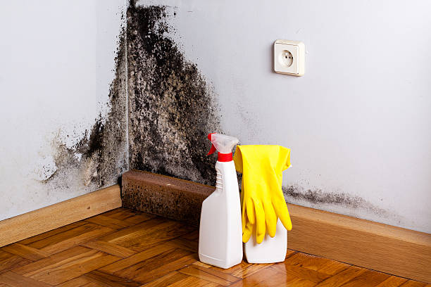 Best Mold Damage Repair  in Vance, AL