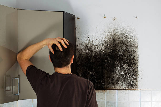 Best Attic Mold Removal  in Vance, AL