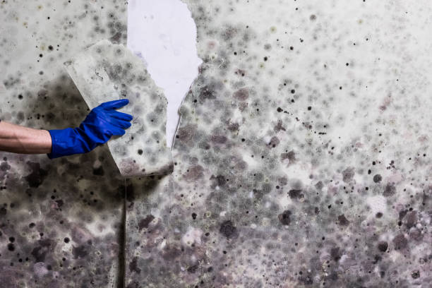 Best Mold Testing  in Vance, AL